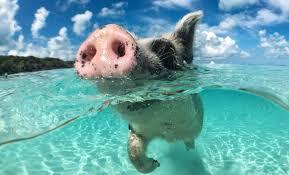 Swimming Pigs | Nassau Shore Excursion ...